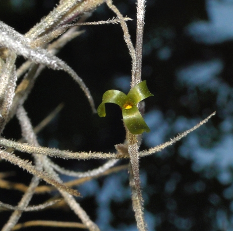 {Tillandsia usneoides}